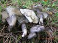 Hygrophorus camarophyllus